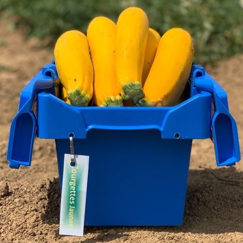 Photo de: Courgette Jaune
